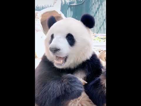 #panda ai amas qvia guliani chama megobrebo